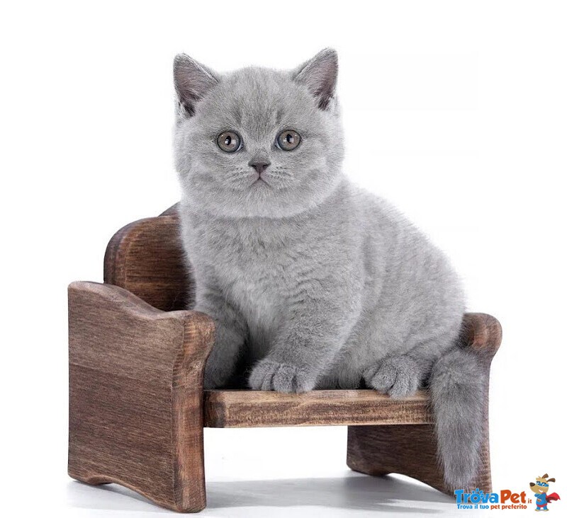 Cuccioli British Shorthair - Foto n. 5