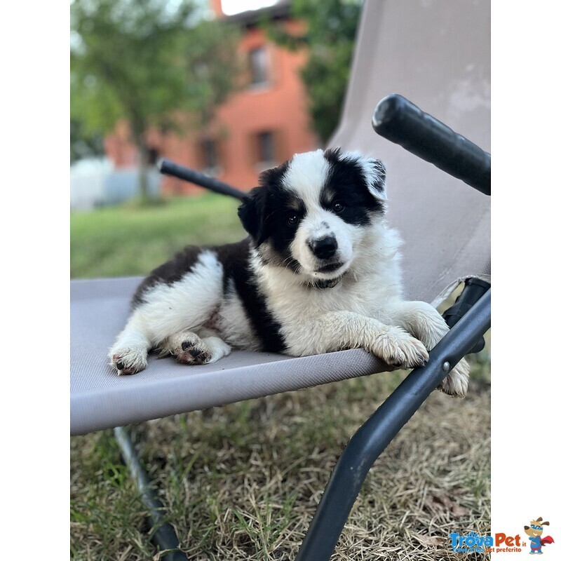 Cuccioli Border Collie - Foto n. 1