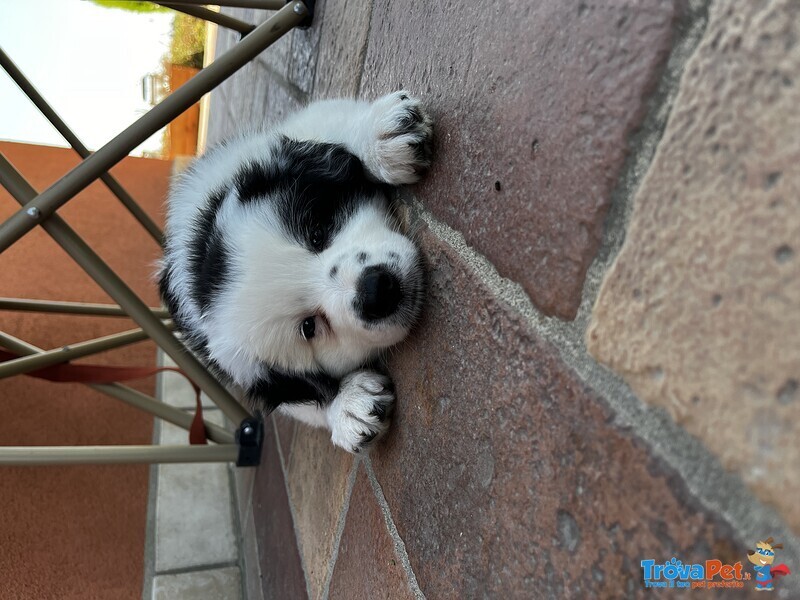 Cuccioli Border Collie - Foto n. 2