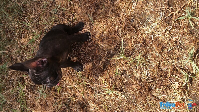 Cuccioli i Bulldog Francesi - Foto n. 7