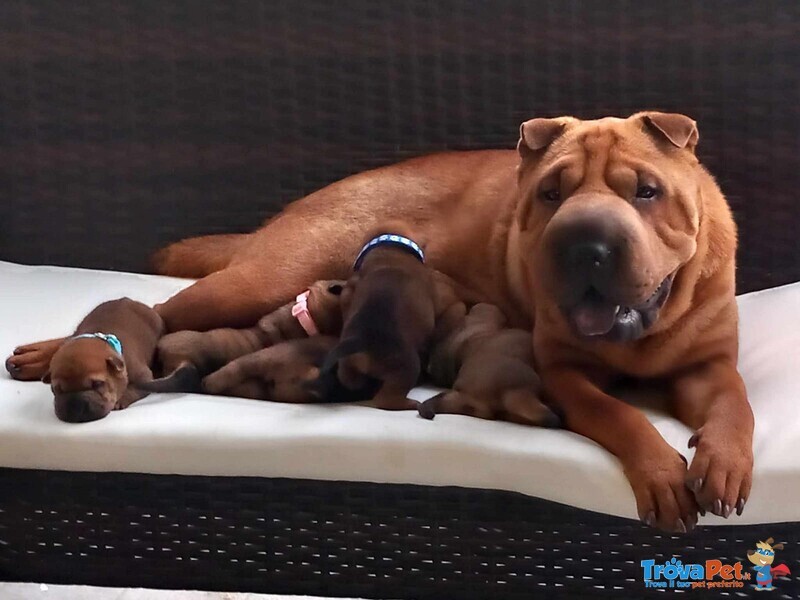 Cuccioli di shar Pei - Foto n. 1