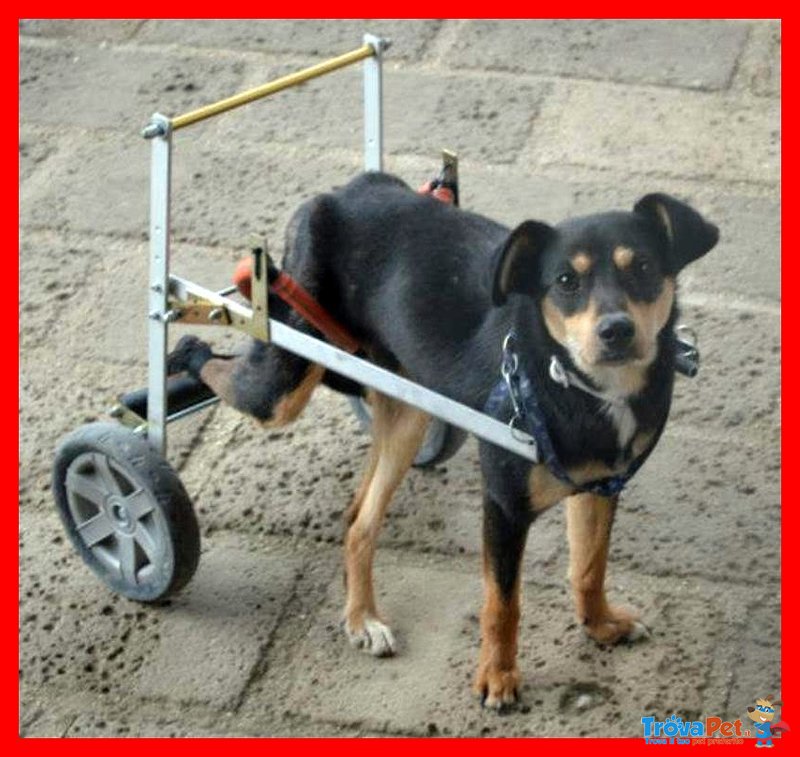 Rudy Nessuno lo Vuole Perchè Disabile da 3 anni in Stallo - Foto n. 6