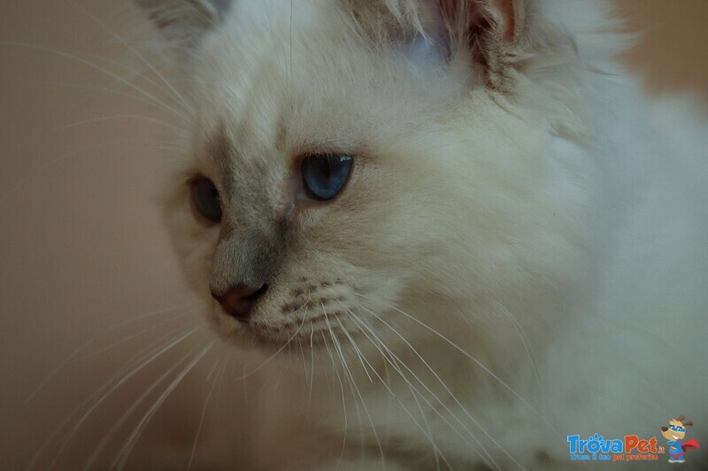 Cucciolo Gatto Sacro di Birmania - Foto n. 2