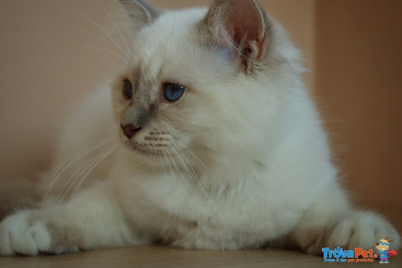 Cucciolo Gatto Sacro di Birmania - Foto n. 3