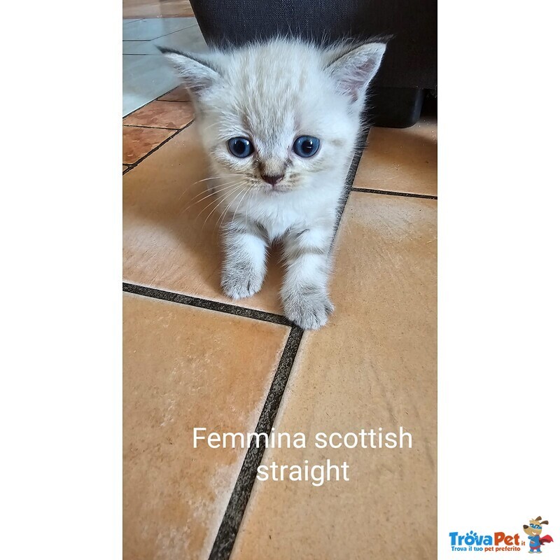 Cuccioli Scottish Fold/straigth - Foto n. 2