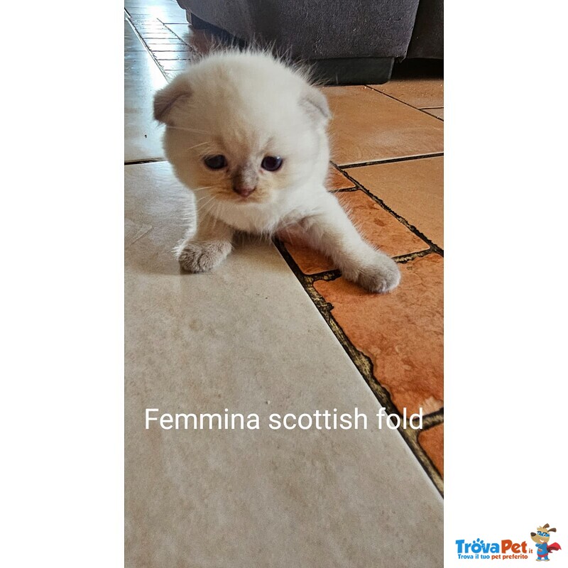 Cuccioli Scottish Fold/straigth - Foto n. 4