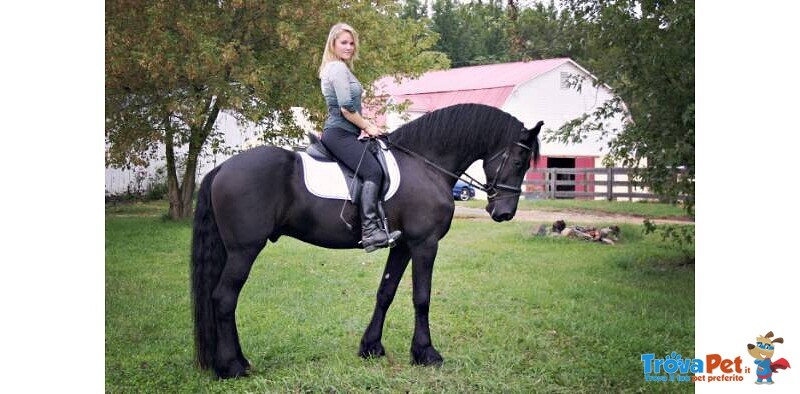 Splendido Cavallo Frisone nero per la tua Famiglia - Foto n. 1