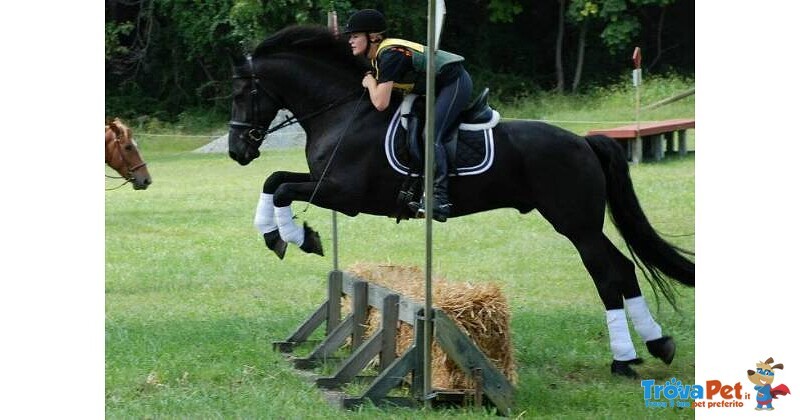 Splendido Cavallo Frisone nero per la tua Famiglia - Foto n. 2