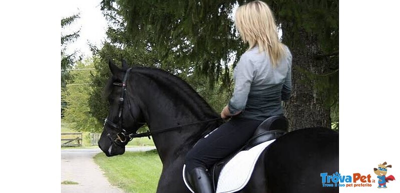 Splendido Cavallo Frisone nero per la tua Famiglia - Foto n. 3