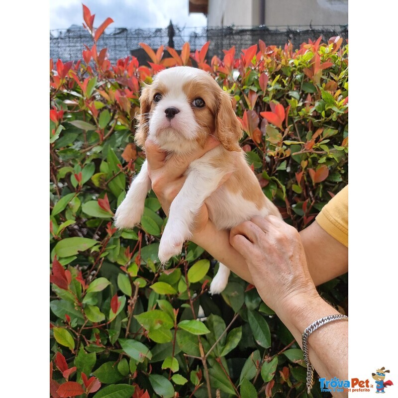 Vendita Cuccioli di Cavalier king Charles Spaniel - Foto n. 1