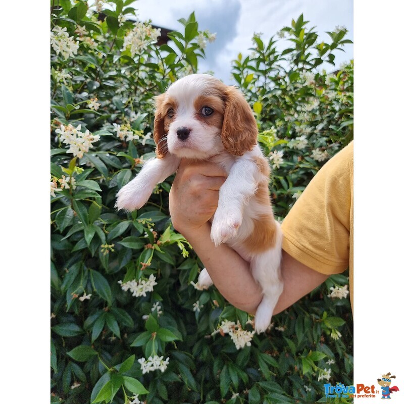 Vendita Cuccioli di Cavalier king Charles Spaniel - Foto n. 2