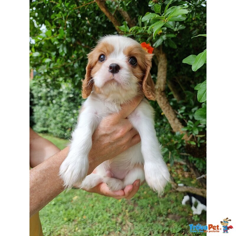 Vendita Cuccioli di Cavalier king Charles Spaniel - Foto n. 3