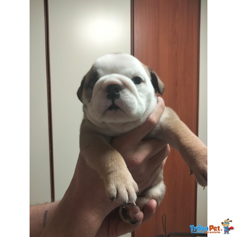 Bellissimi Cuccioli di Bulldog Inglese - Foto n. 1