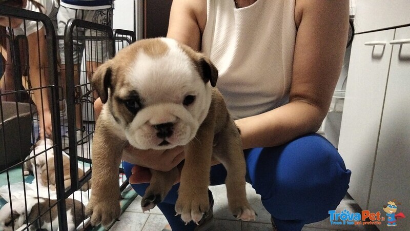 Bellissimi Cuccioli di Bulldog Inglese - Foto n. 2