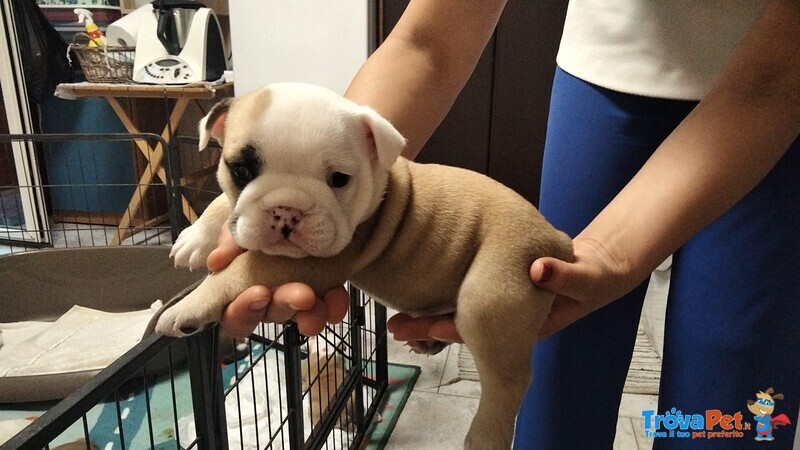 Bellissimi Cuccioli di Bulldog Inglese - Foto n. 3