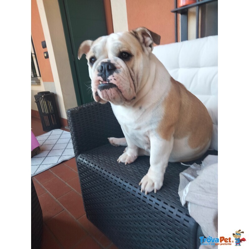 Bellissimi Cuccioli di Bulldog Inglese - Foto n. 6