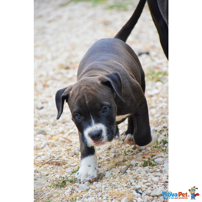 Amstaff Cuccioli - Foto n. 2