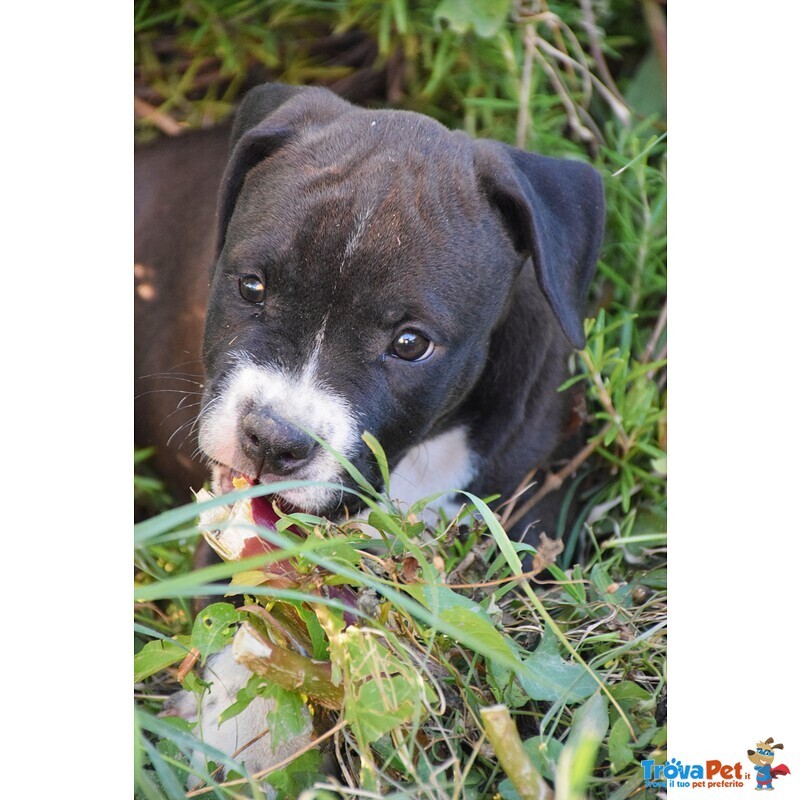 Amstaff Cuccioli - Foto n. 1