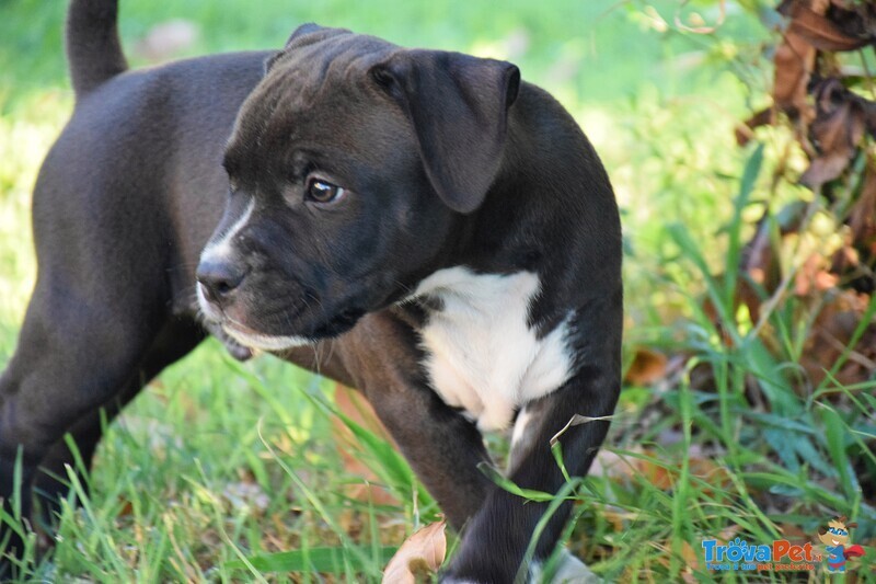 Amstaff Cuccioli - Foto n. 3