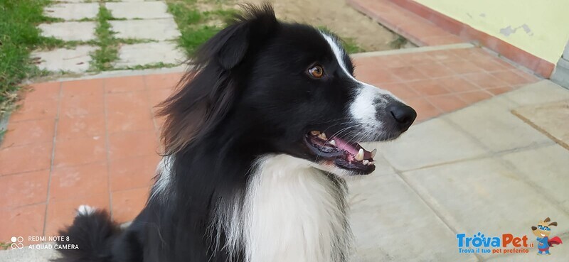 Border Collie con Pedegree Prestigioso per Accoppiamento - Foto n. 4