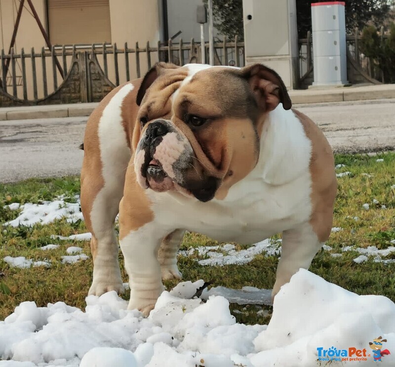 Cuccioli di American Bully - Foto n. 3