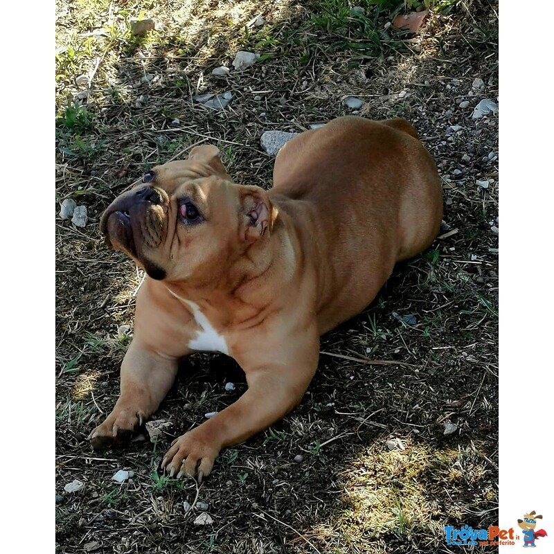 Cuccioli di American Bully - Foto n. 4