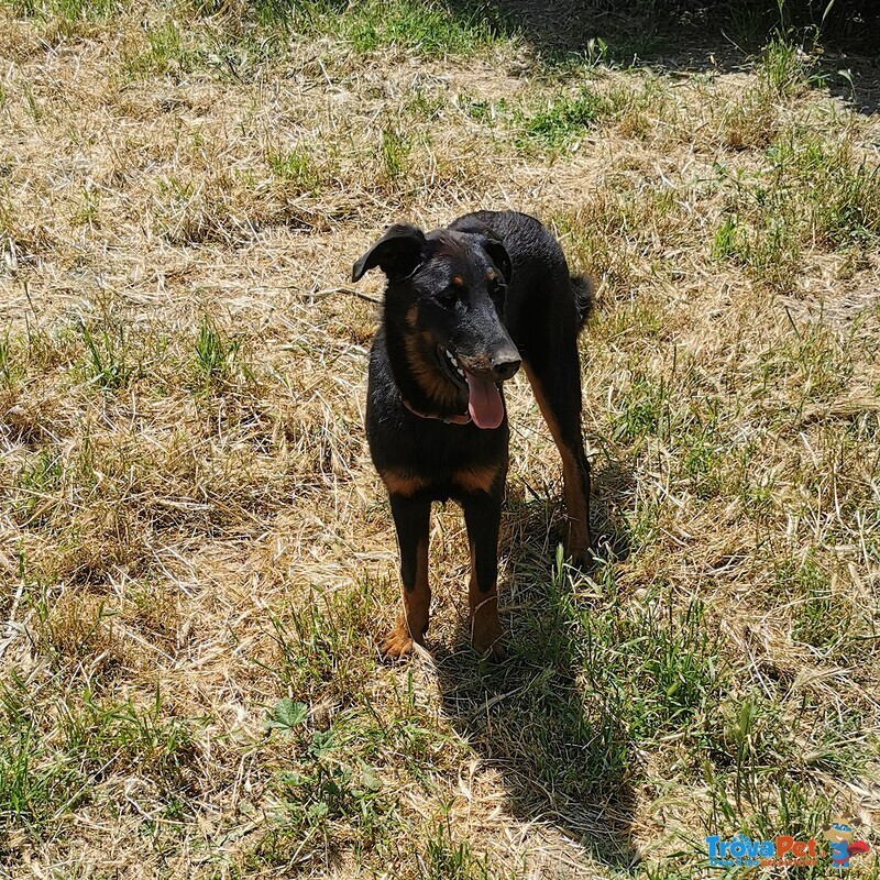 Cuccioli Beauceron ,pastore Della Beauce - Foto n. 1