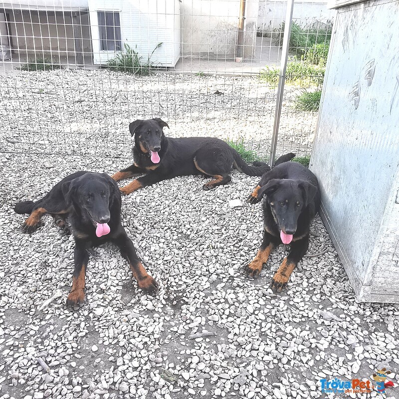 Cuccioli Beauceron ,pastore Della Beauce - Foto n. 2