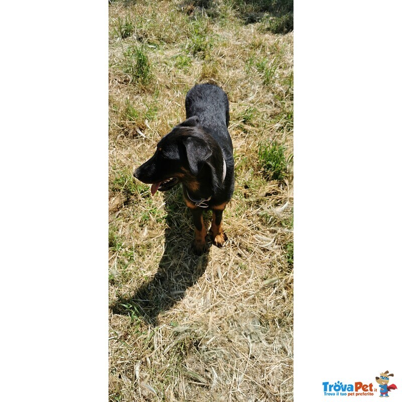 Cuccioli Beauceron ,pastore Della Beauce - Foto n. 3