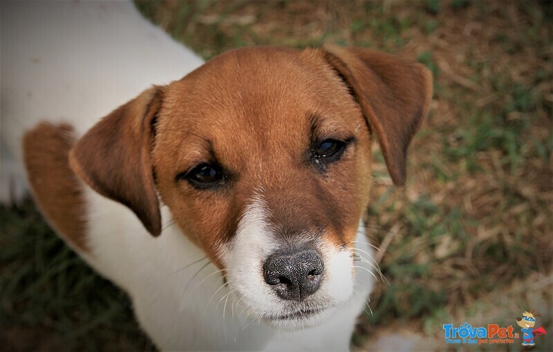 Cuccioli jack Russell - Foto n. 1