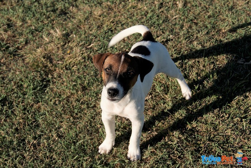 Cuccioli jack Russell - Foto n. 4