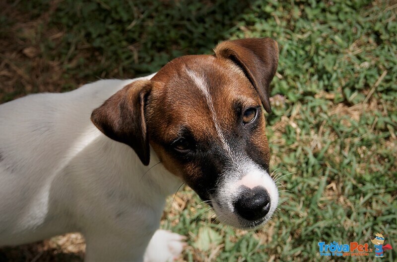 Cuccioli jack Russell - Foto n. 5