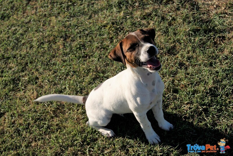 Cuccioli jack Russell - Foto n. 6