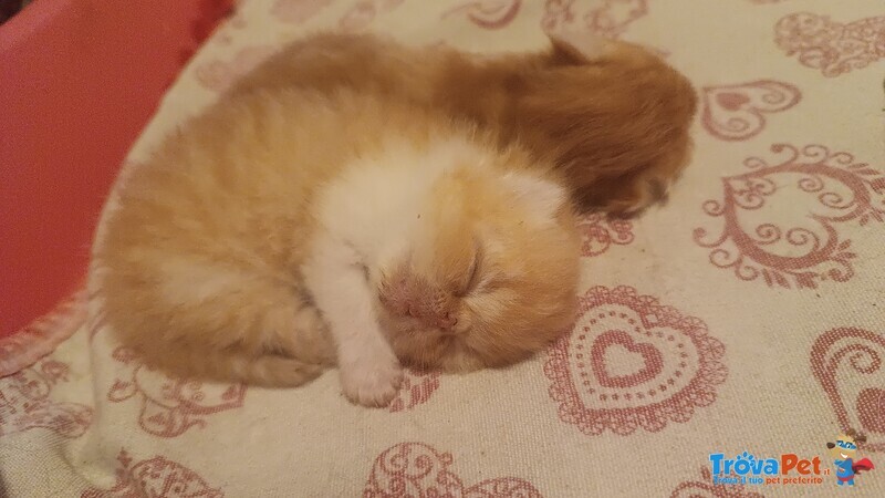 Cuccioli Exotic Shorthair Persiano a pelo Corto - Foto n. 4