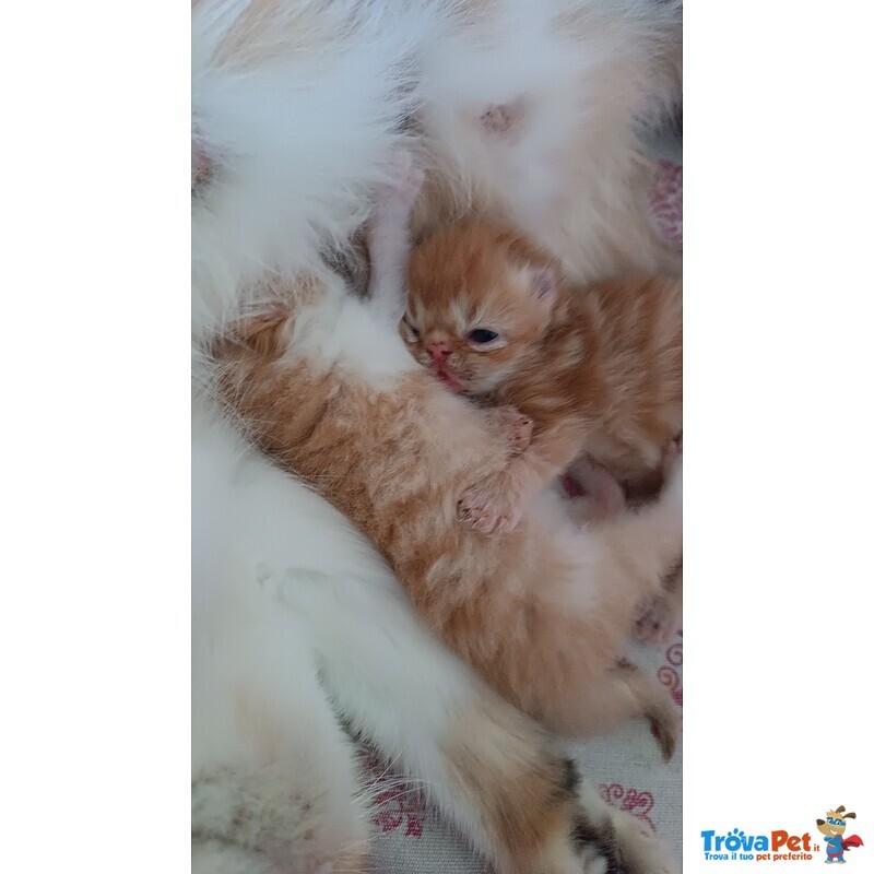 Cuccioli Exotic Shorthair Persiano a pelo Corto - Foto n. 5