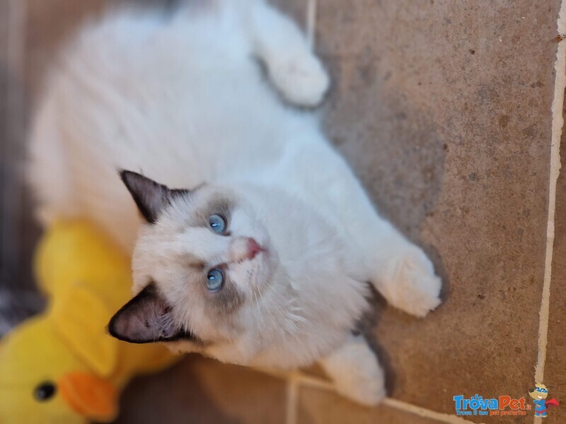 Gattino Ragdoll Femmina - Foto n. 6