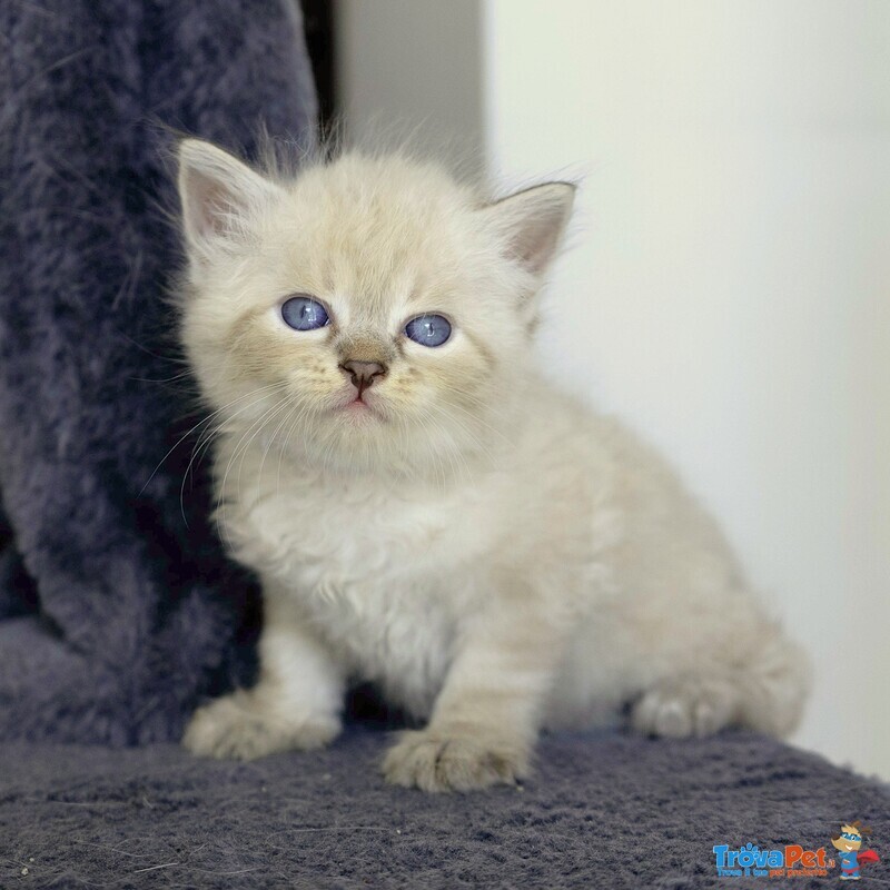 Cuccioli di Gatto Siberiano neva Masquerade con Pedigree - Foto n. 5