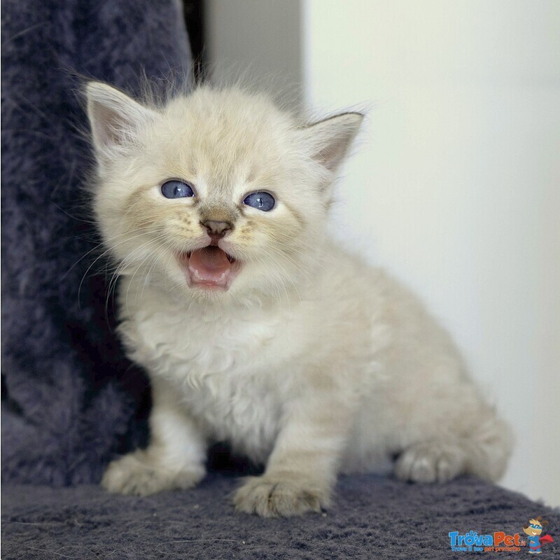 Cuccioli di Gatto Siberiano neva Masquerade con Pedigree - Foto n. 1