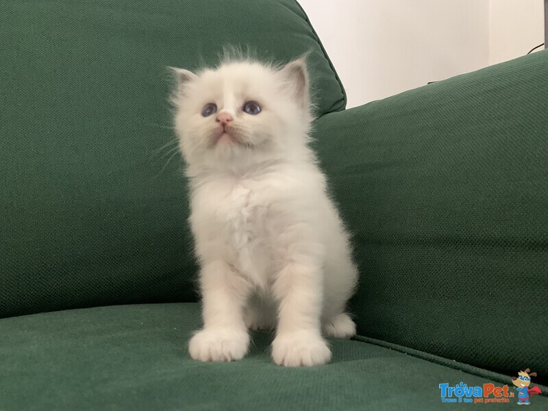 Splendidi Cuccioli Ragdoll - Foto n. 2