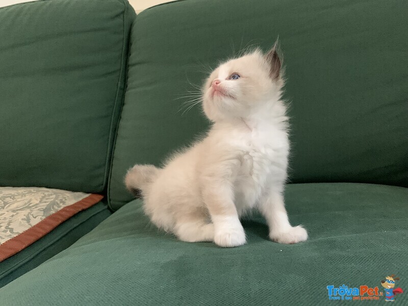 Splendidi Cuccioli Ragdoll - Foto n. 5