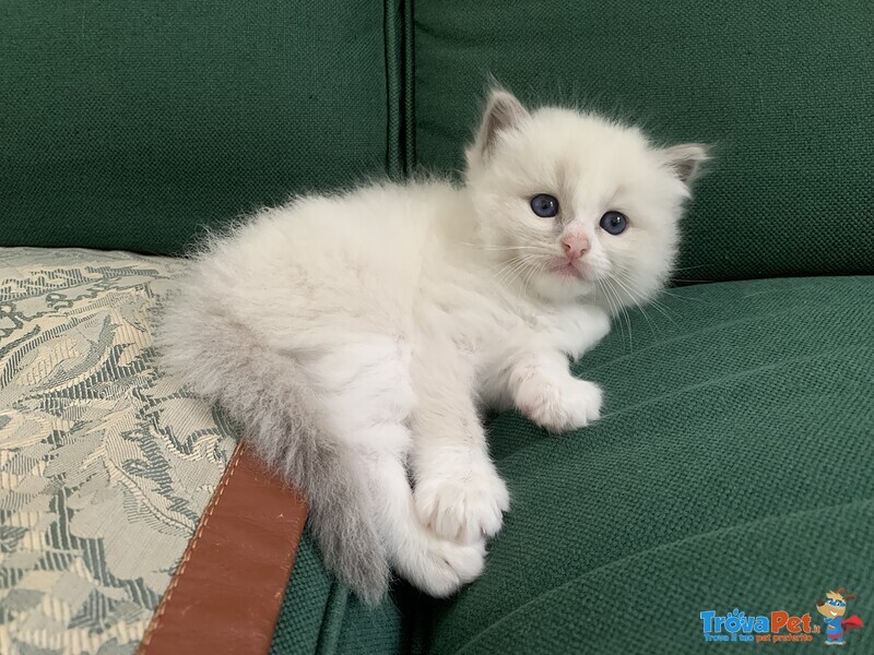 Splendidi Cuccioli Ragdoll - Foto n. 6