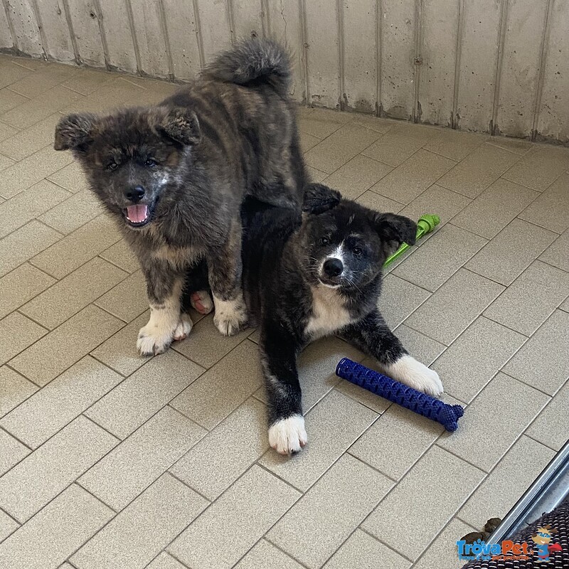 Cuccioli di Akita inu Tigrati con Pedegree - Foto n. 2