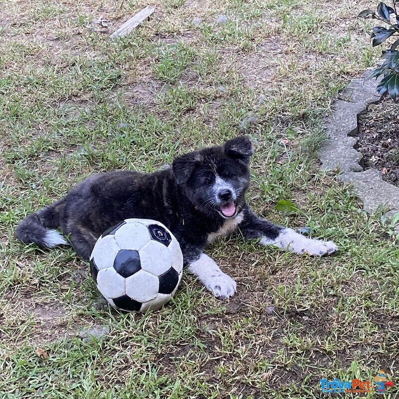 Cuccioli di Akita inu Tigrati con Pedegree - Foto n. 4