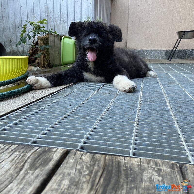 Cuccioli di Akita inu Tigrati con Pedegree - Foto n. 5