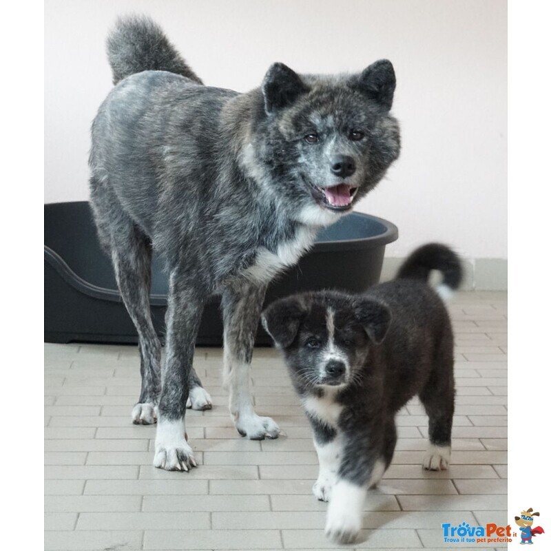 Cuccioli di Akita inu Tigrati con Pedegree - Foto n. 6