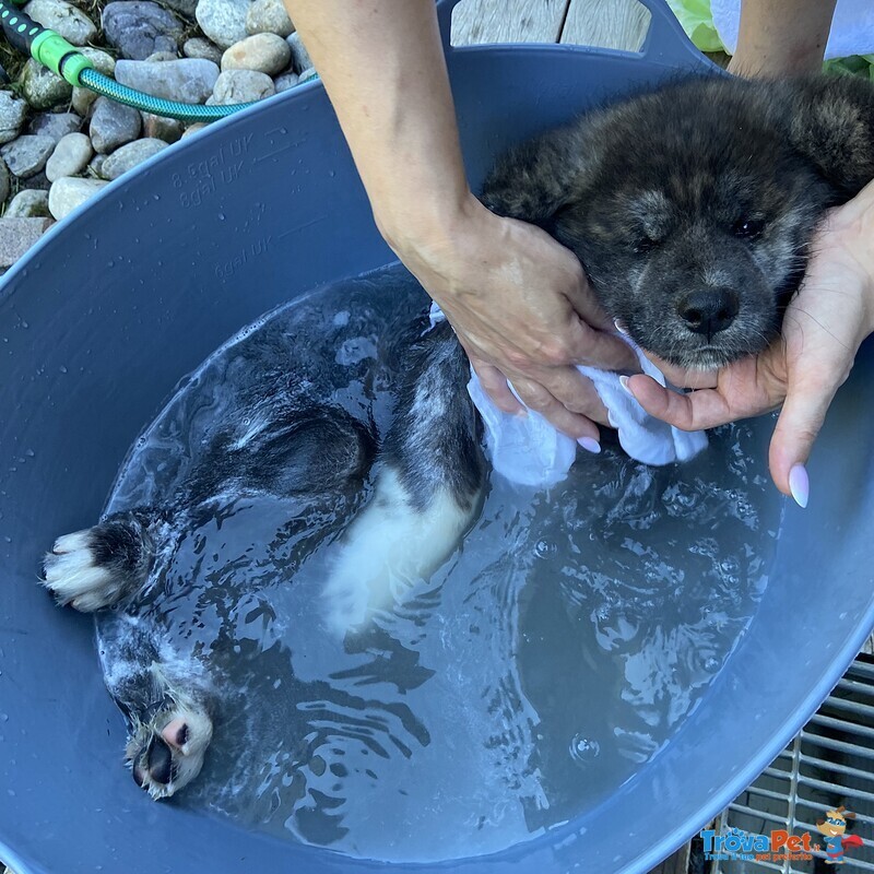 Cuccioli di Akita inu Tigrati con Pedegree - Foto n. 7