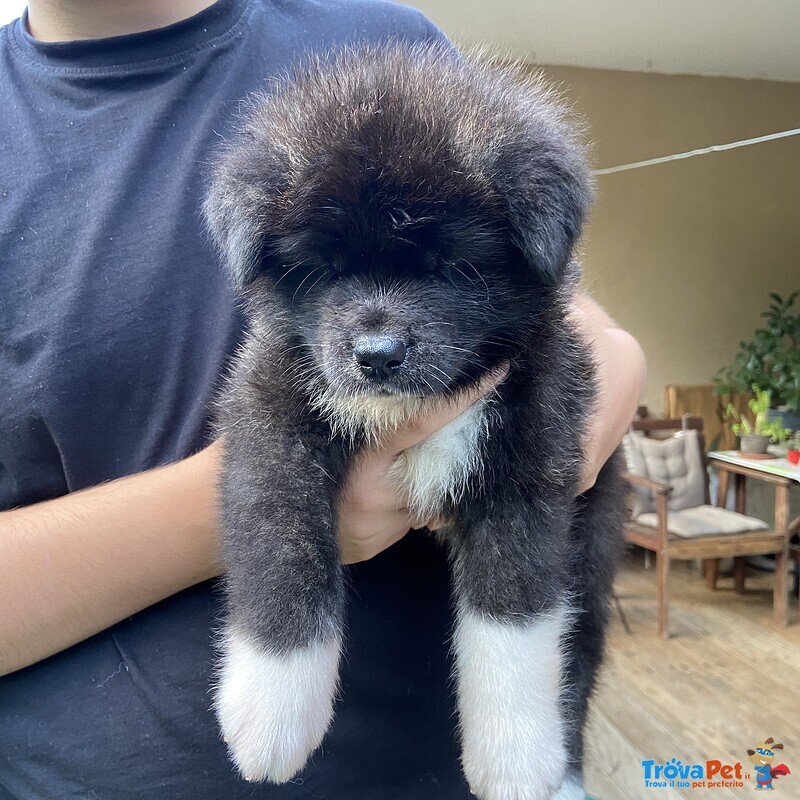 Cuccioli di Akita inu Tigrati con Pedegree - Foto n. 8