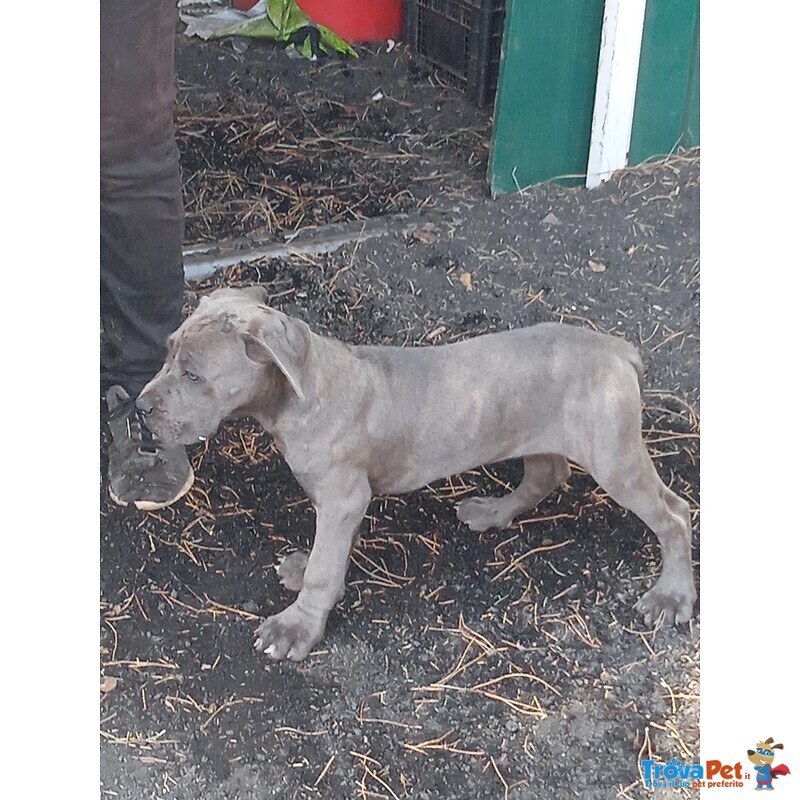 Cuccioli cane Corso - Foto n. 1