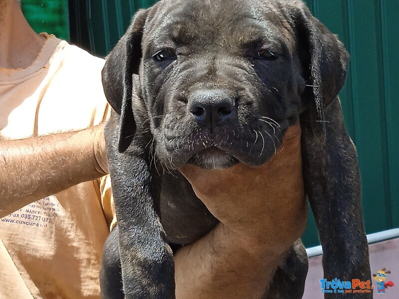 Cuccioli cane Corso - Foto n. 2