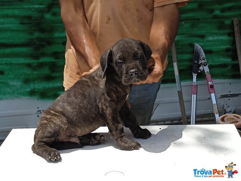 Cuccioli cane Corso - Foto n. 3